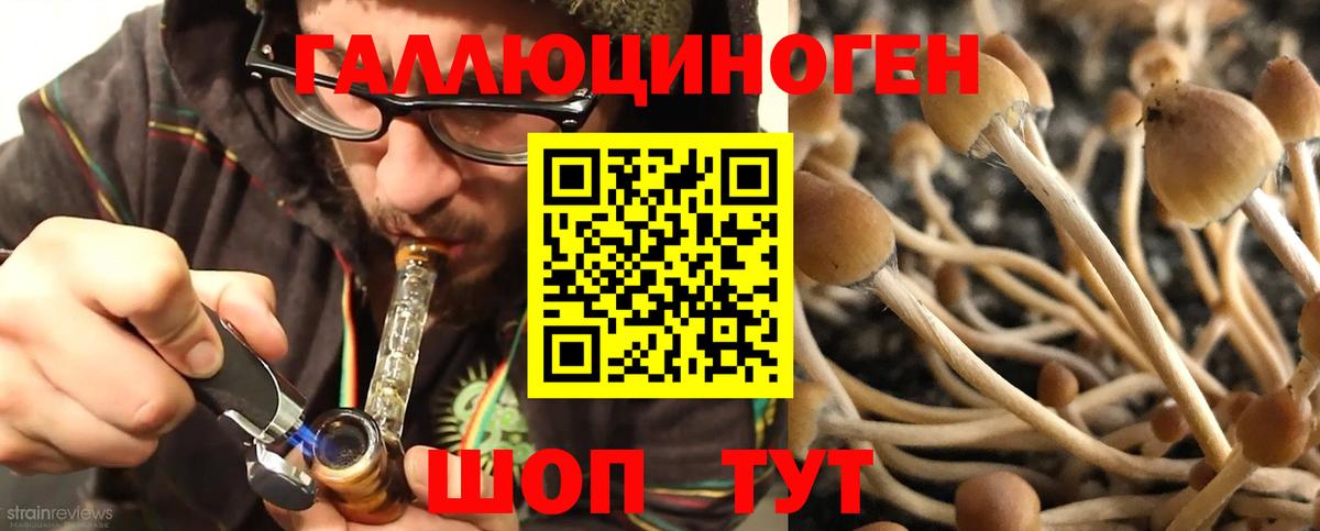 Галлюциногенные грибы Psilocybine cubensis Партизанск